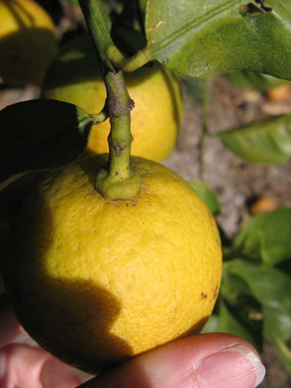              Fruit (Todo del Ano, Winter Haven, FL)       